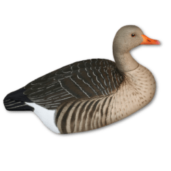 Image of GHG Greylag Decoy - Painted Shells