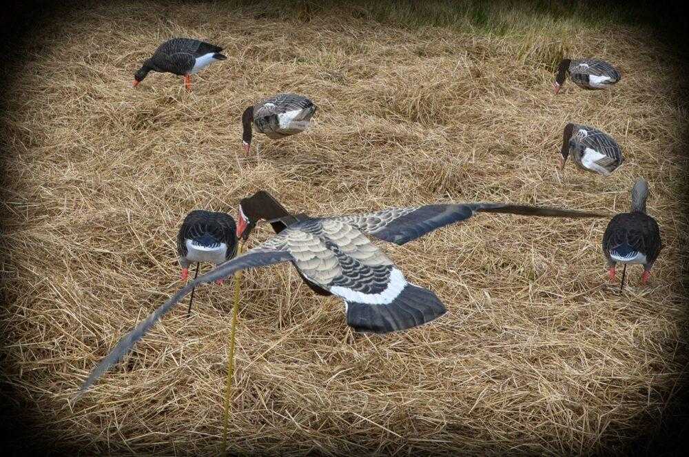 Image of Sillosocks Specklebelly Flapper