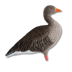 Image of the GHG Greylag - Full Body