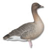 Image of Avian-X AXP Pinkfoots: Fusion Pack Goose Decoys