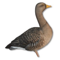 Greylag