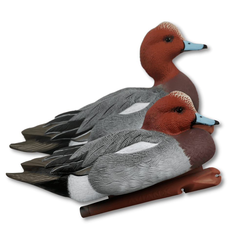 Image of Avian-X Widgeon (European) Duck Decoys