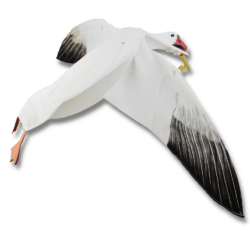 Image of the Sillosocks Snow Goose Flapper