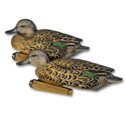 Image of the green-winged teals