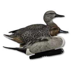 Pintail