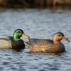 Image of the GHG essential mallards