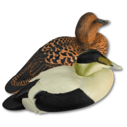 Eider común