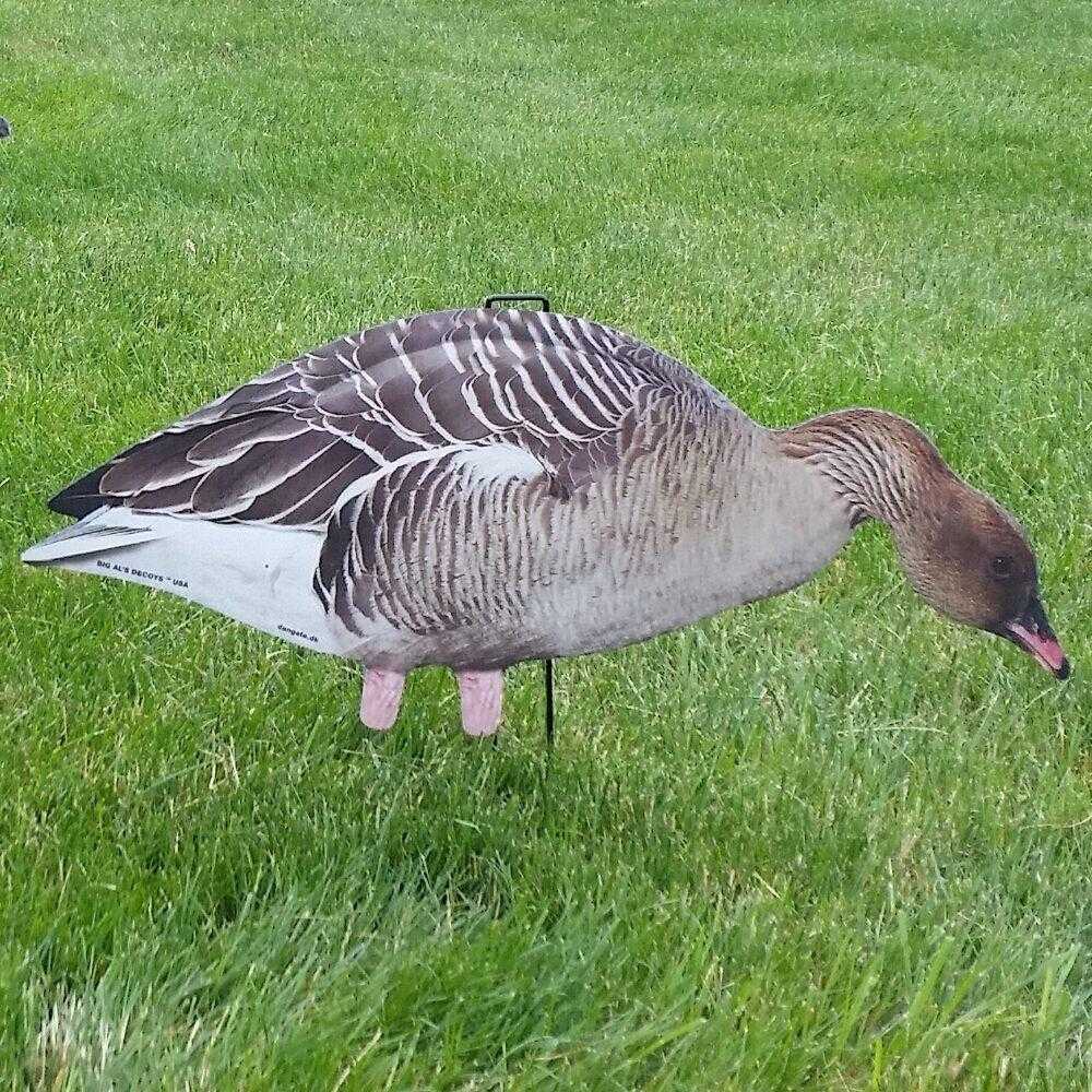 Image of Big Al's Silhouette Pinkfoot Decoys on a grass field