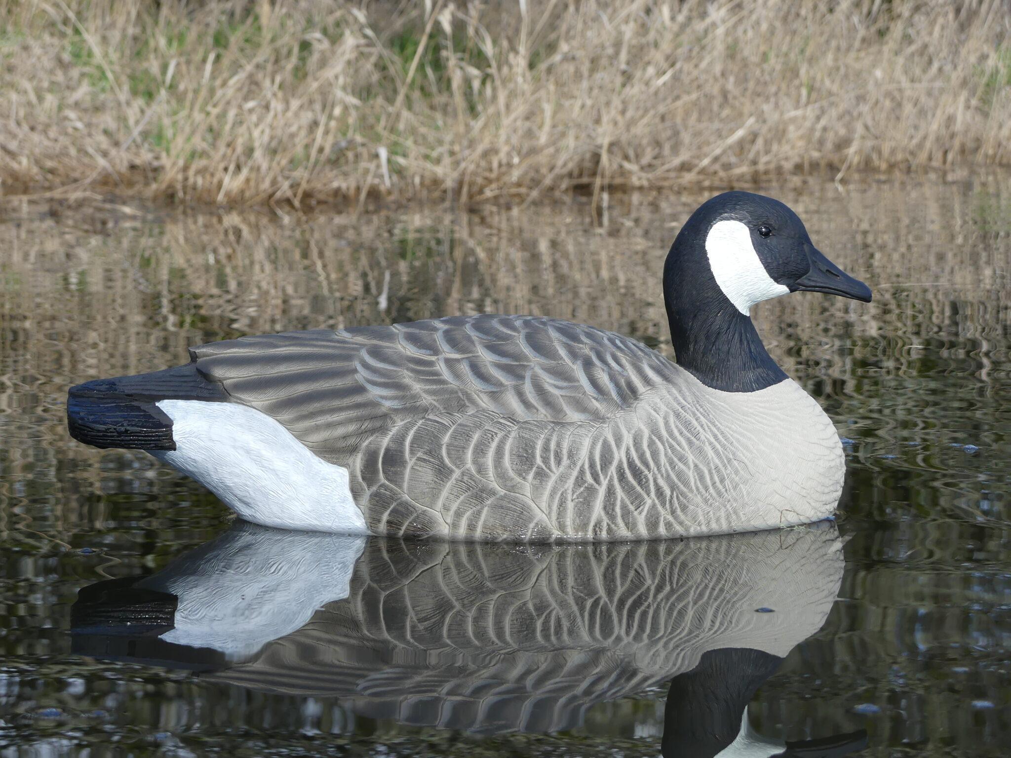 Final Approach Last Pass Canada Goose Decoys - Floaters
