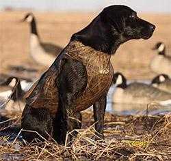 Chien de Chasse