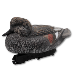 Gadwall