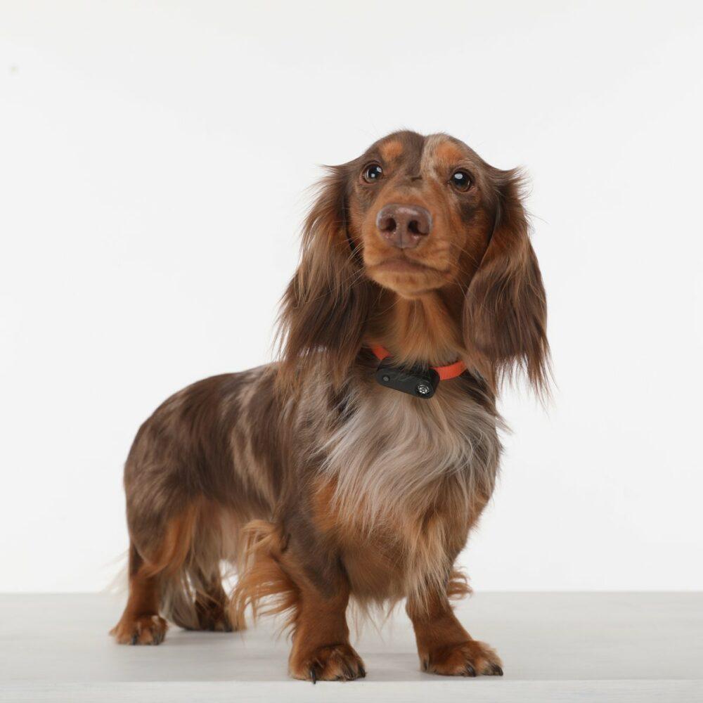 Tickless Mini Chien