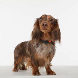 Tickless Mini Chien