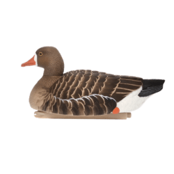 Avian-X Bernaches à Ventre Rayé