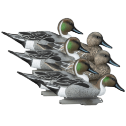 Higdon Pintails