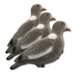 Formes de Pigeons