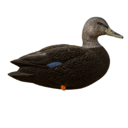 Black Duck