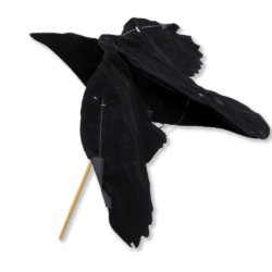 Corbeau