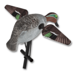 Canard